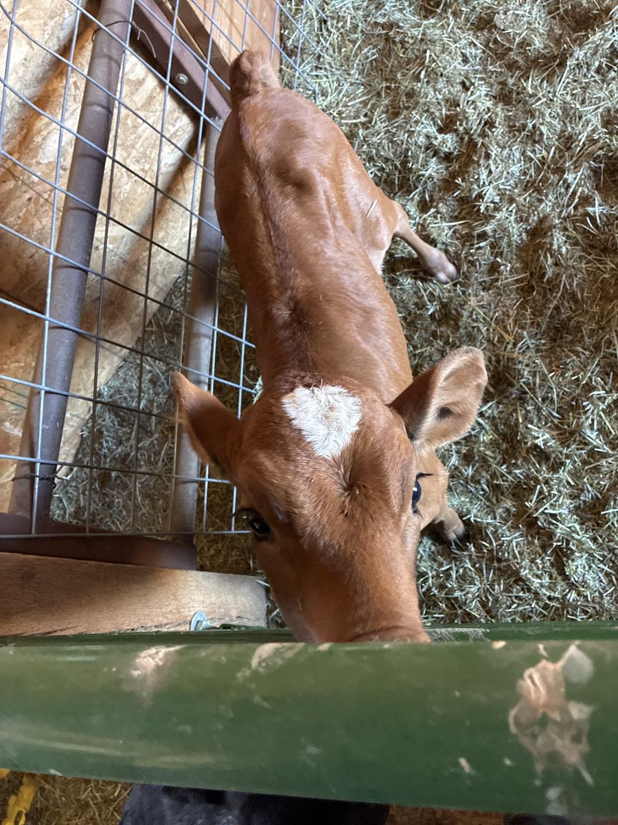 3.5 week old corriente calf