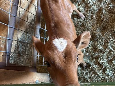 3.5 week old corriente calf