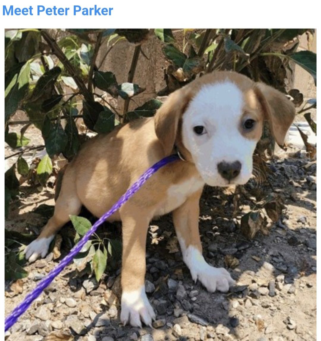 Peter Parker, 8 week old pitty mix puppy