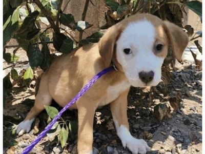 Peter Parker, 8 week old pitty mix puppy
