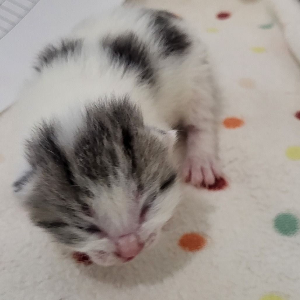 Hello my name is Ampersand