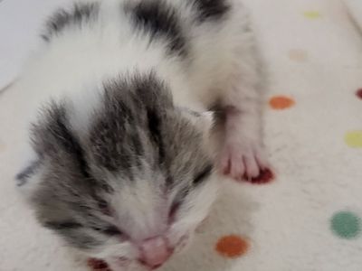 Hello my name is Ampersand