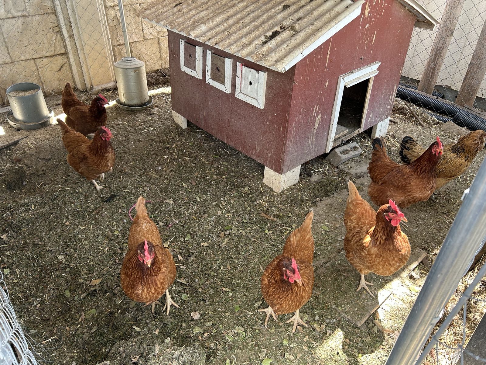 8 Laying Hens Chickens