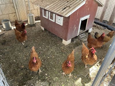 8 Laying Hens Chickens