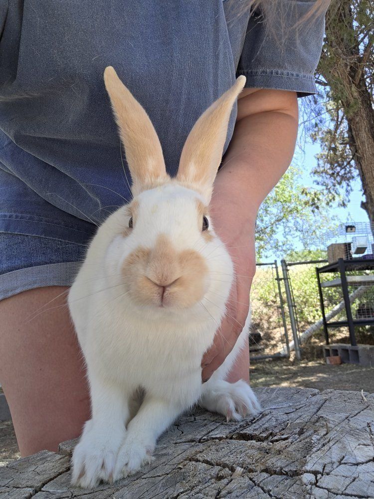 Blue and Fawn Charlie Rhinelander Bunny Rabbit