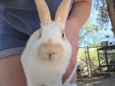 Blue and Fawn Charlie Rhinelander Bunny Rabbit