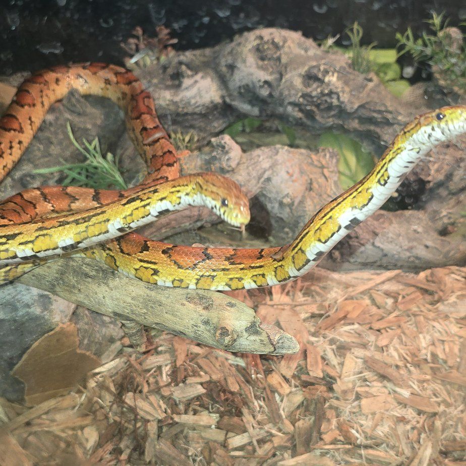 2 corn snakes