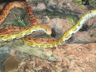 2 corn snakes
