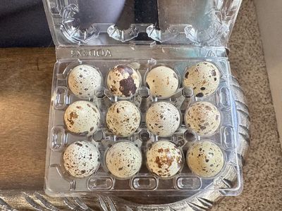 Fresh Fertile Coturnix Quail Hatching Eggs $10 Dozen