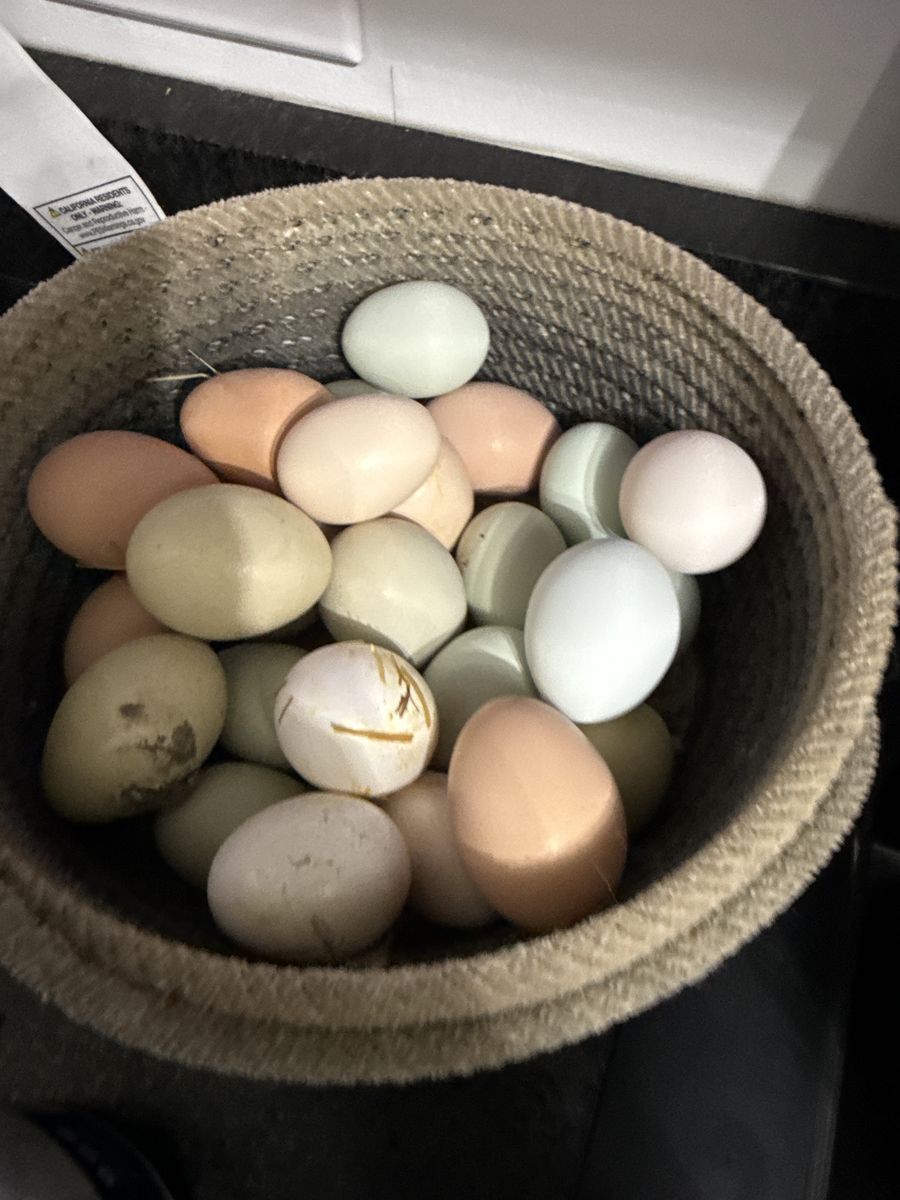 Barnyard Mix Hatching Eggs!