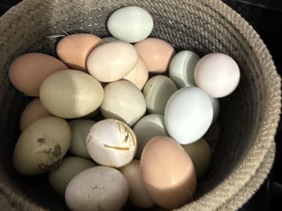 Barnyard Mix Hatching Eggs!