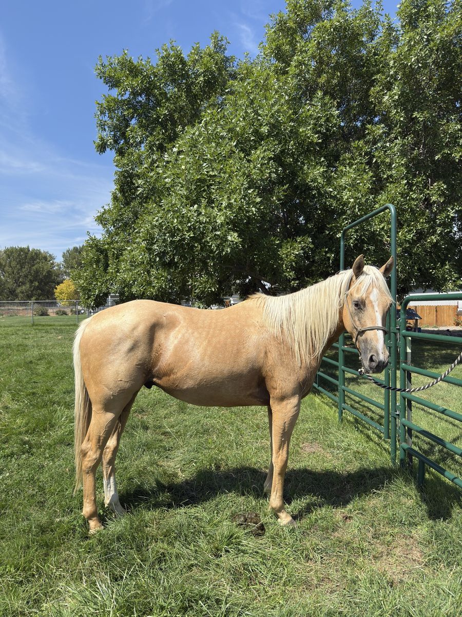 3yo Grade Gelding