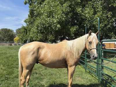 3yo Grade Gelding