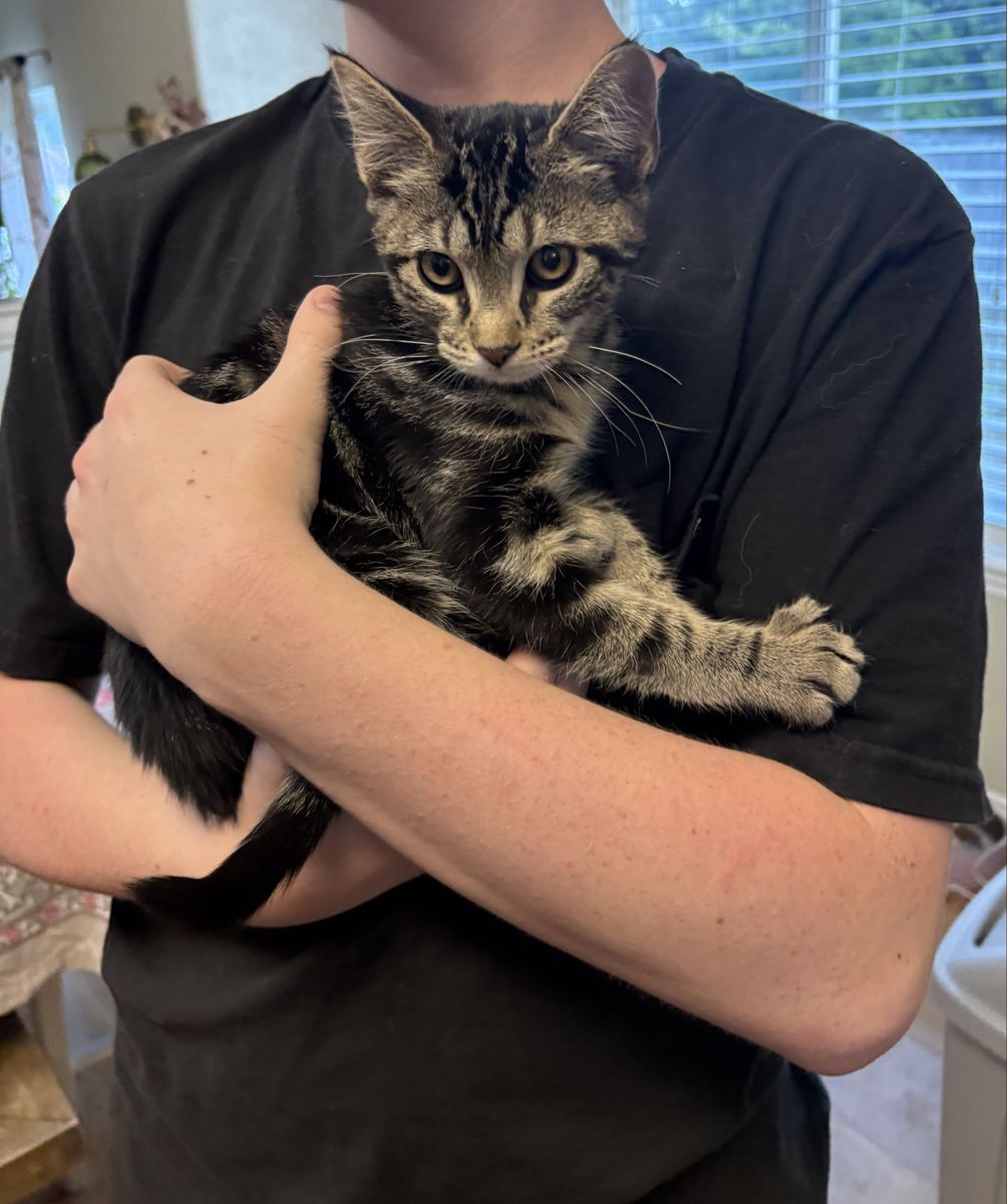 Tabby kitten