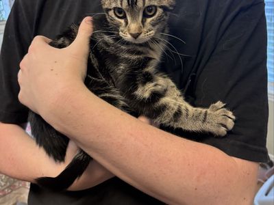 Tabby kitten