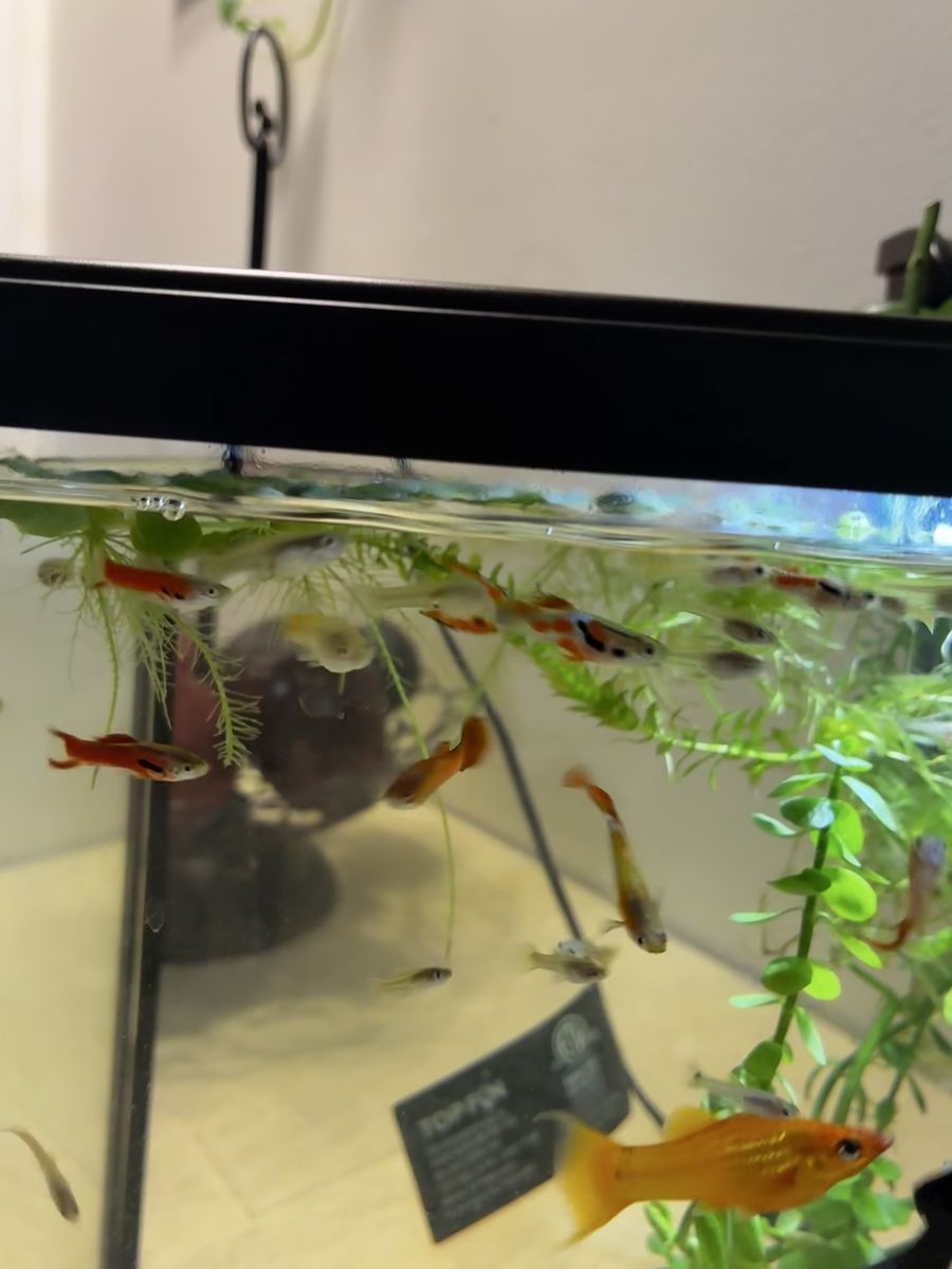 Fancy guppies juveniles