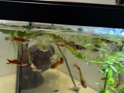 Fancy guppies juveniles