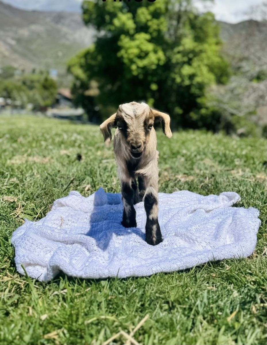Fainting Buck Goat Available – Vince| Maple Creek Farm
