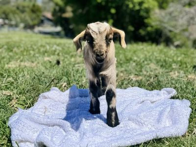 Fainting Buck Goat Available – Vince| Maple Creek Farm
