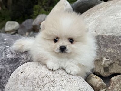 Adorable Male AKC Pomeranian Puppies from show lines. Super special for local buyers!