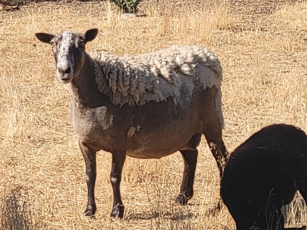 Dorper Ewe and daughter