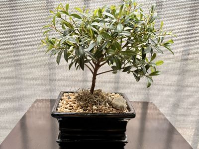 Live Bonsai Tree in Black Ceramic Pot