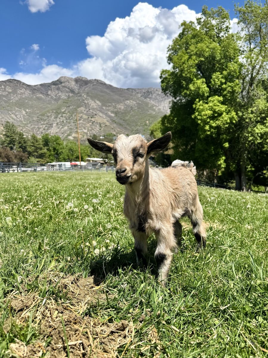 Fainting Buck Goat Available – Kenny| Maple Creek Farm