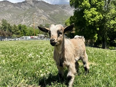 Fainting Buck Goat Available – Kenny| Maple Creek Farm