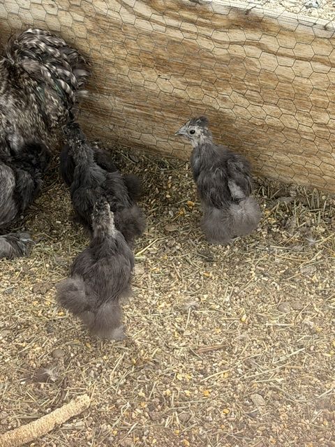 Silkie Chicks