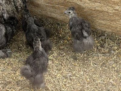 Silkie Chicks