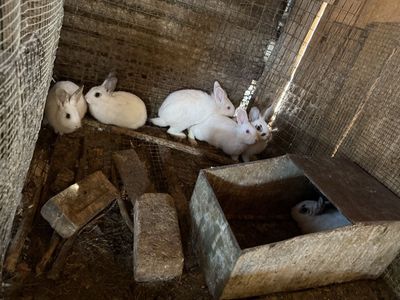9 New Zealand rabbits for sale