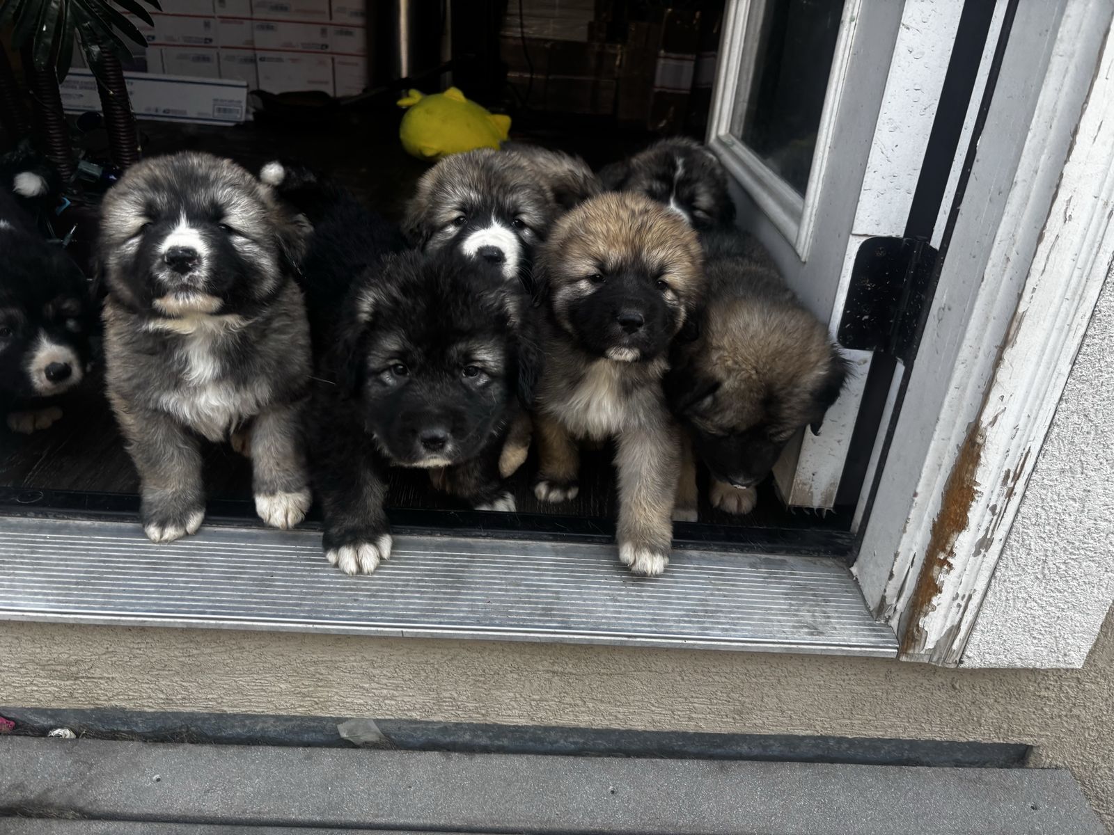 Adorable Caucasian Shepherd Puppies - Ready for Their Forever Homes!
