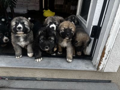 Adorable Caucasian Shepherd Puppies - Ready for Their Forever Homes!