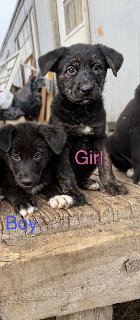 German Shepard Lab Mix