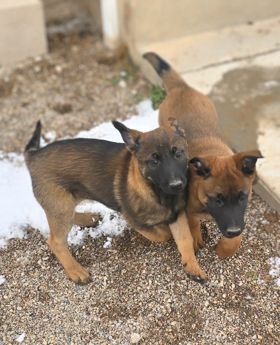 AKC Belgian Malinois puppy