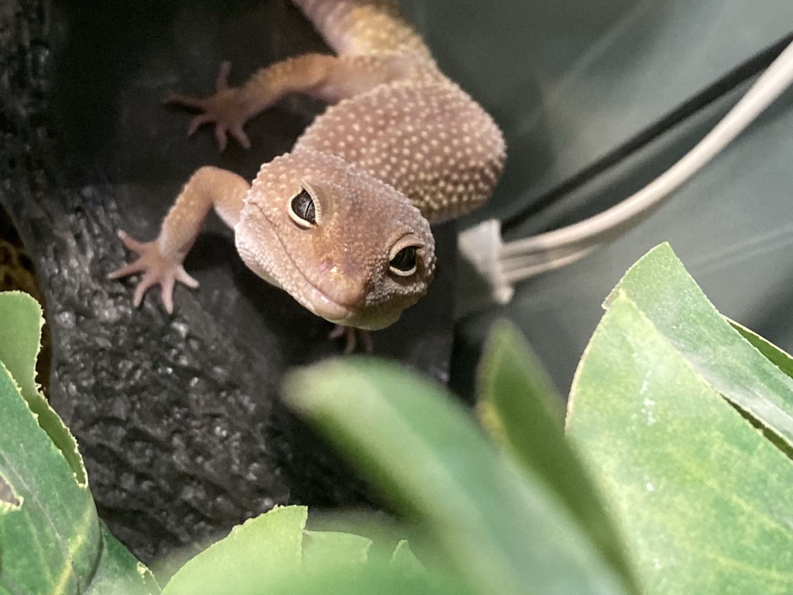Leopard gecko