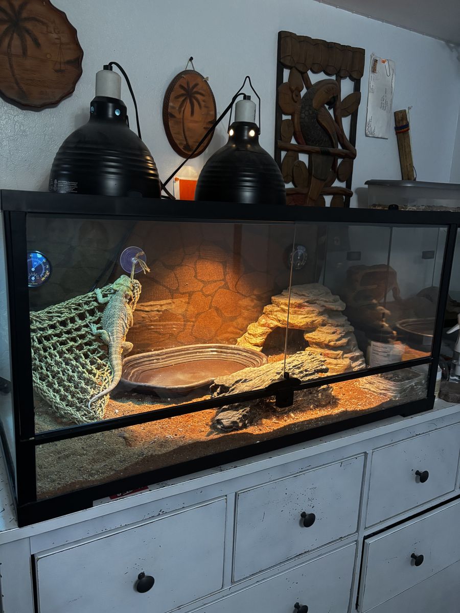 Front Opening 40 Gallon Bearded Dragon Tank