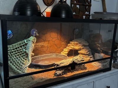 Front Opening 40 Gallon Bearded Dragon Tank