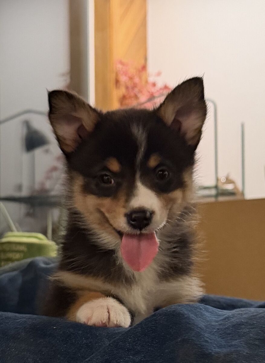 Black And White Female Mini Aussie X Malinios