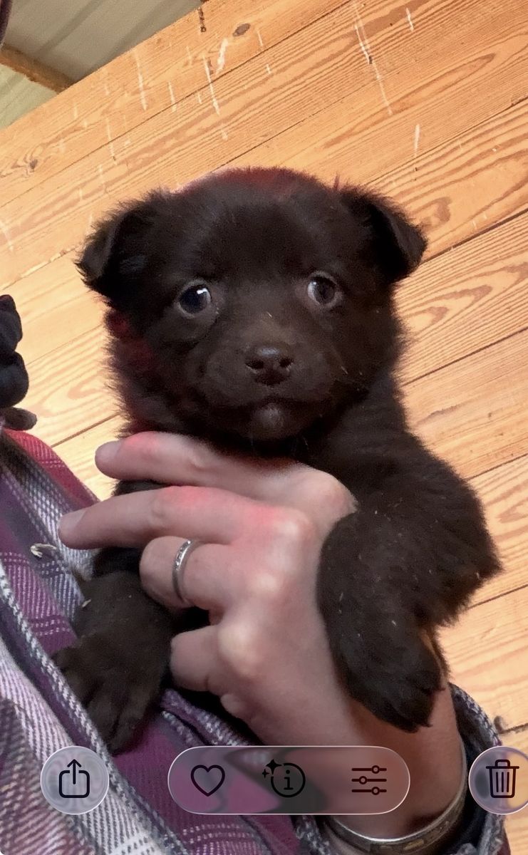 Australian shepard Puppy For Sale