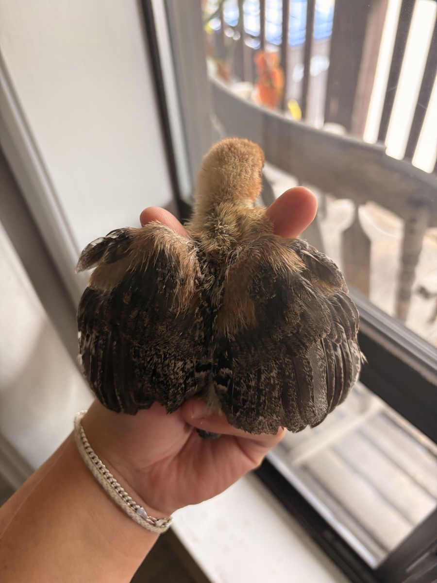 Silver death layer chicks