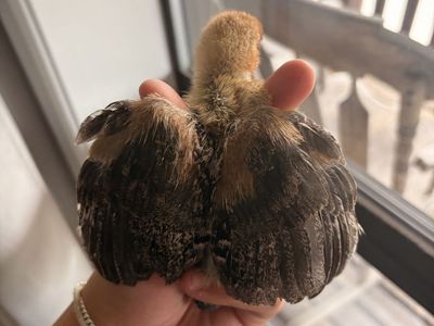 Silver death layer chicks