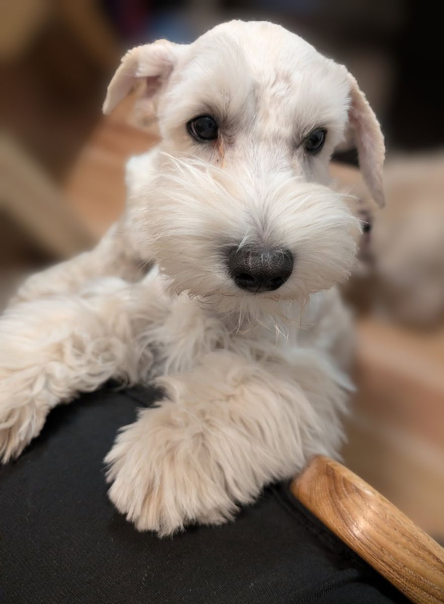 AKC Male Miniature Schnauzers House Trained Price Reduced