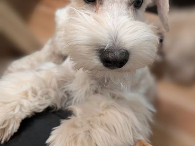 AKC Male Miniature Schnauzers House Trained Price Reduced