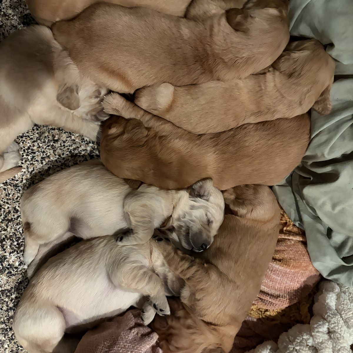 AKC Golden retriever Puppies!!