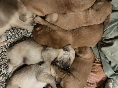 AKC Golden retriever Puppies!!