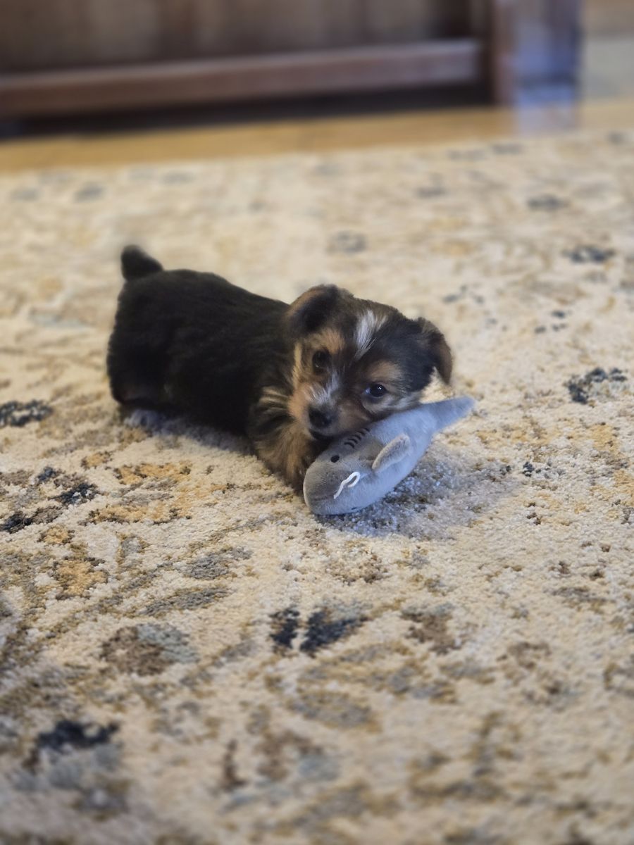 Adorable Tiny Yorkie Pups