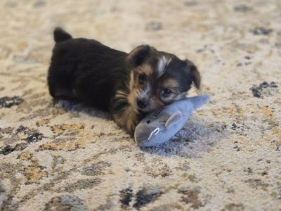 Adorable Tiny Yorkie Pups