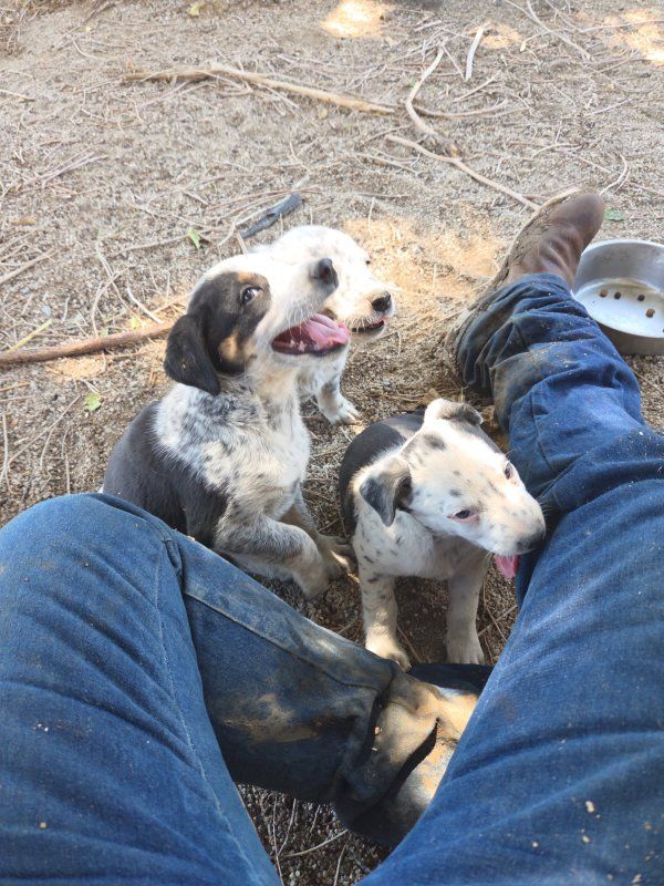 Perfect Mini Aussie Mix Puppies. Aussie, Border Collie, Blue Heeler. $349. 2nd & 3rd Vaccines Included. Happy To Deliver.