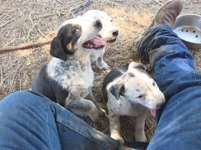 Perfect Mini Aussie Mix Puppies. Aussie, Border Collie, Blue Heeler. $349. 2nd & 3rd Vaccines Included. Happy To Deliver.